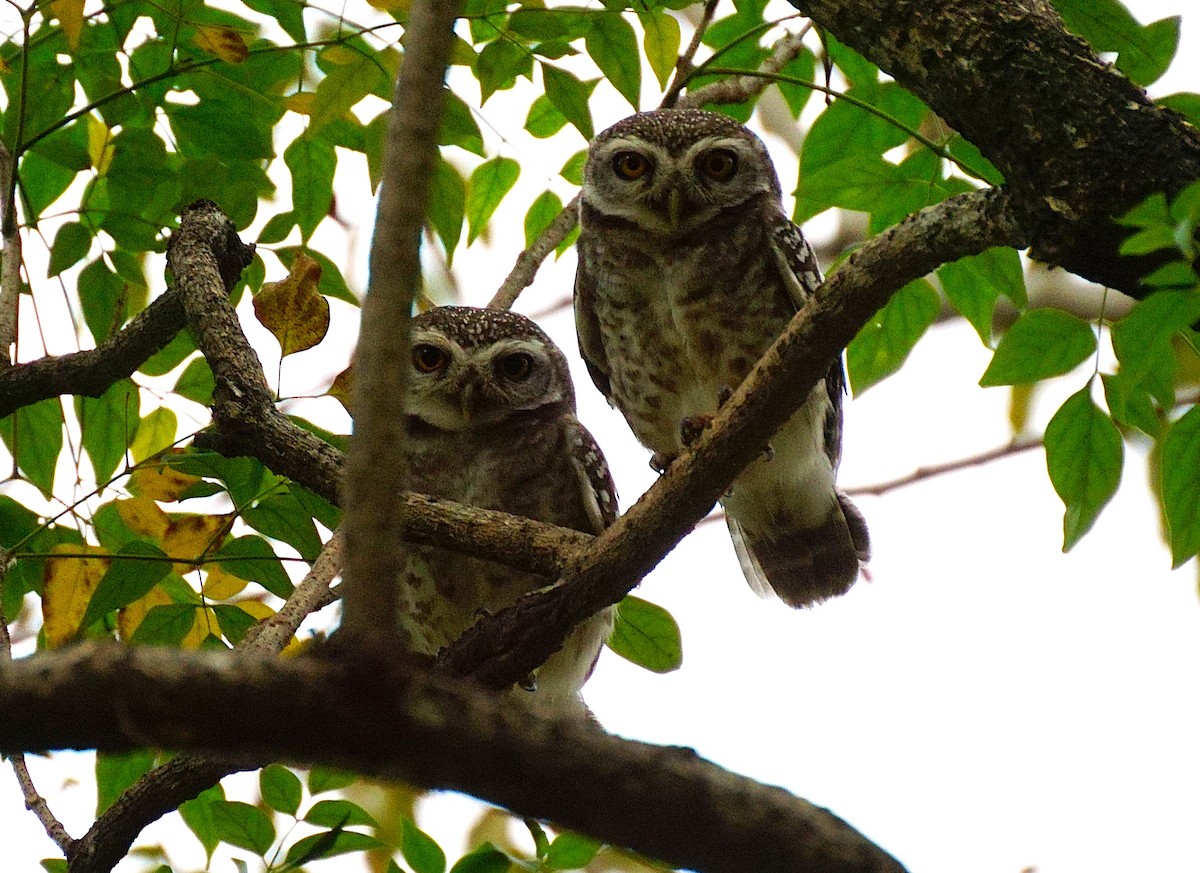 Spotted Owlet - ML646447272