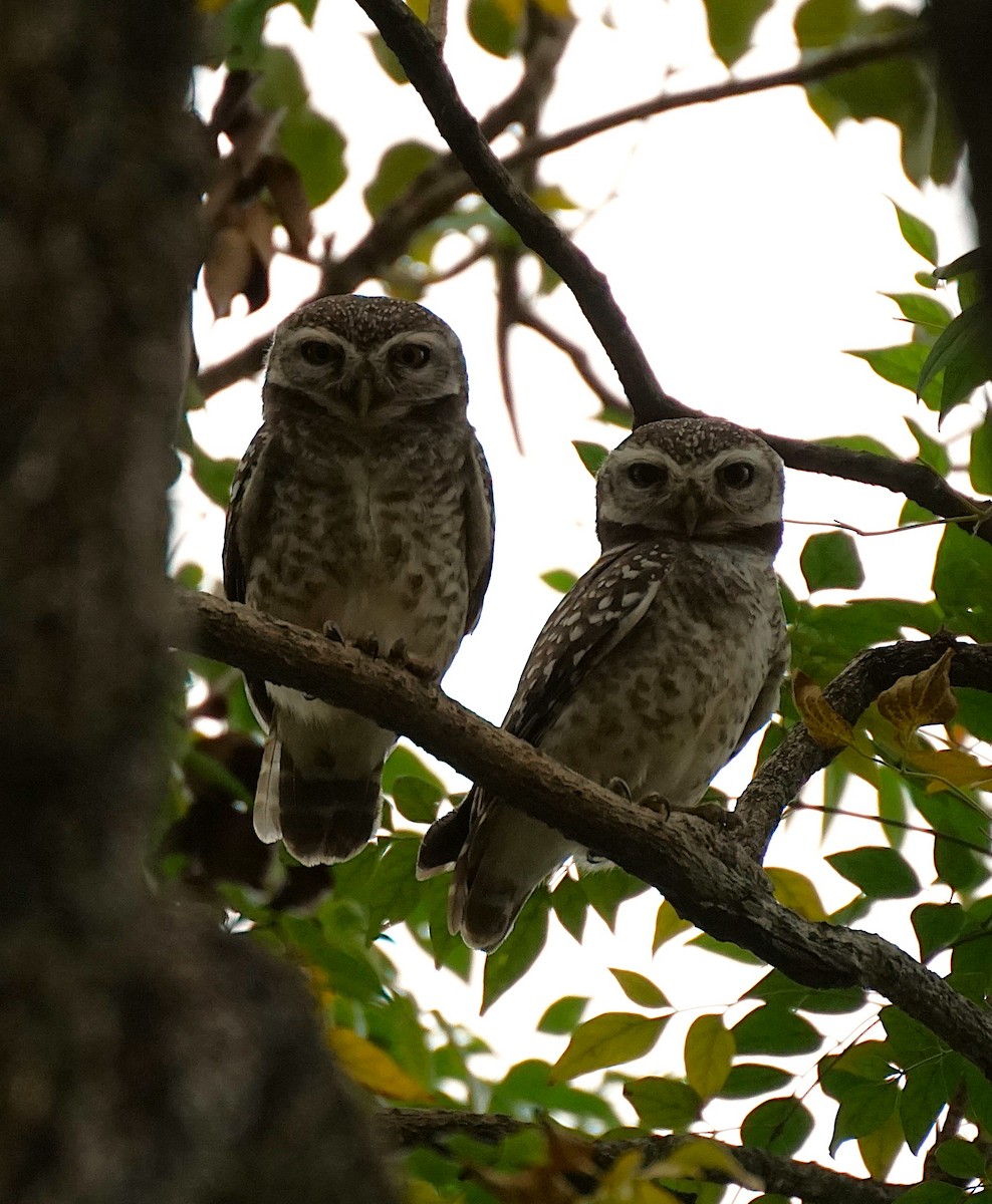 Spotted Owlet - ML646447274