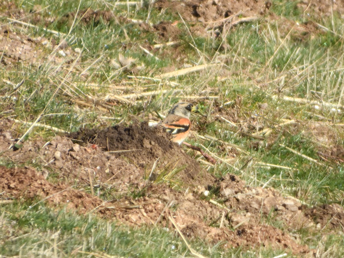 Brambling - ML646447277