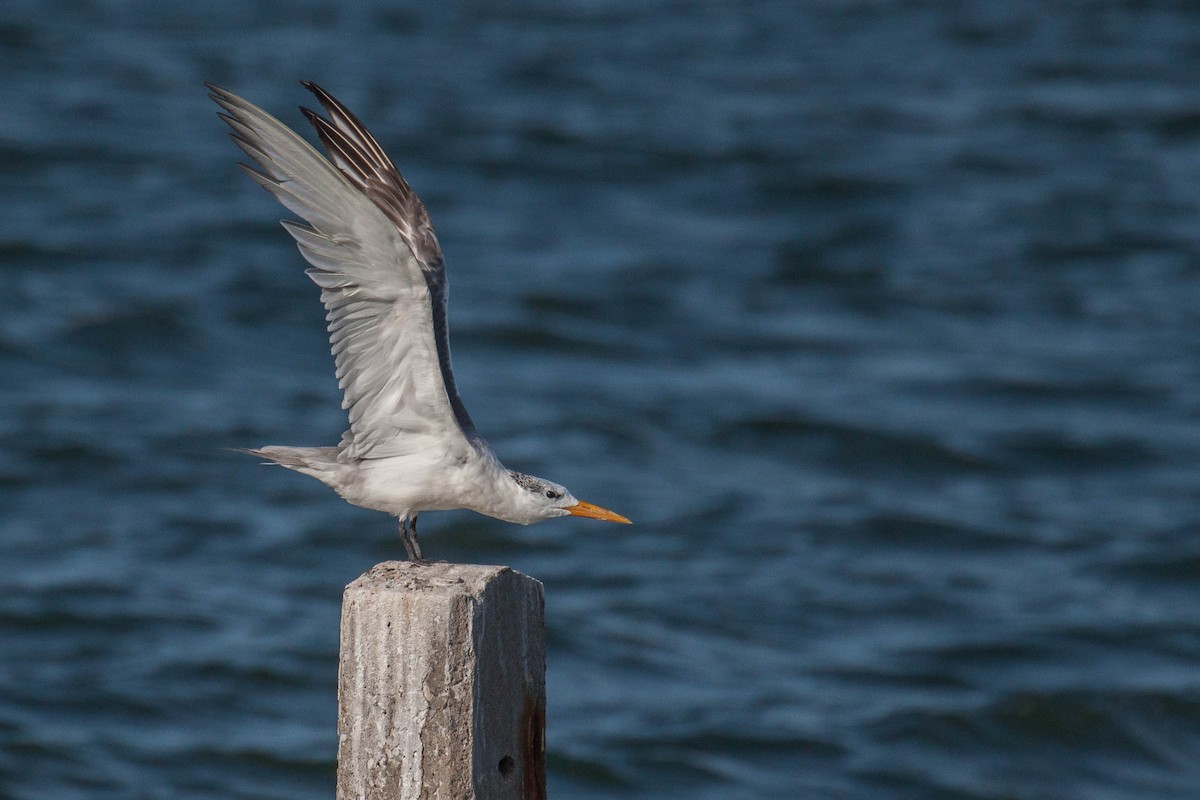 鳳頭燕鷗 - ML646447278