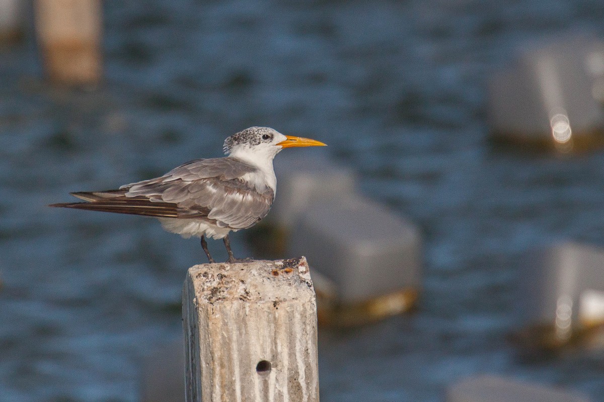 鳳頭燕鷗 - ML646447279