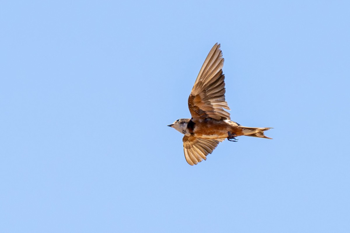 Barn Swallow - ML646447280