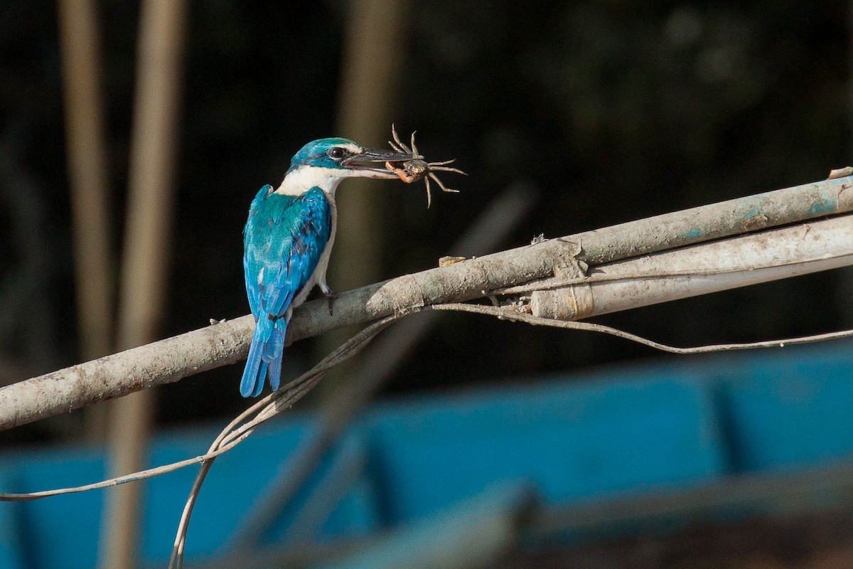 白領翡翠 - ML646447283