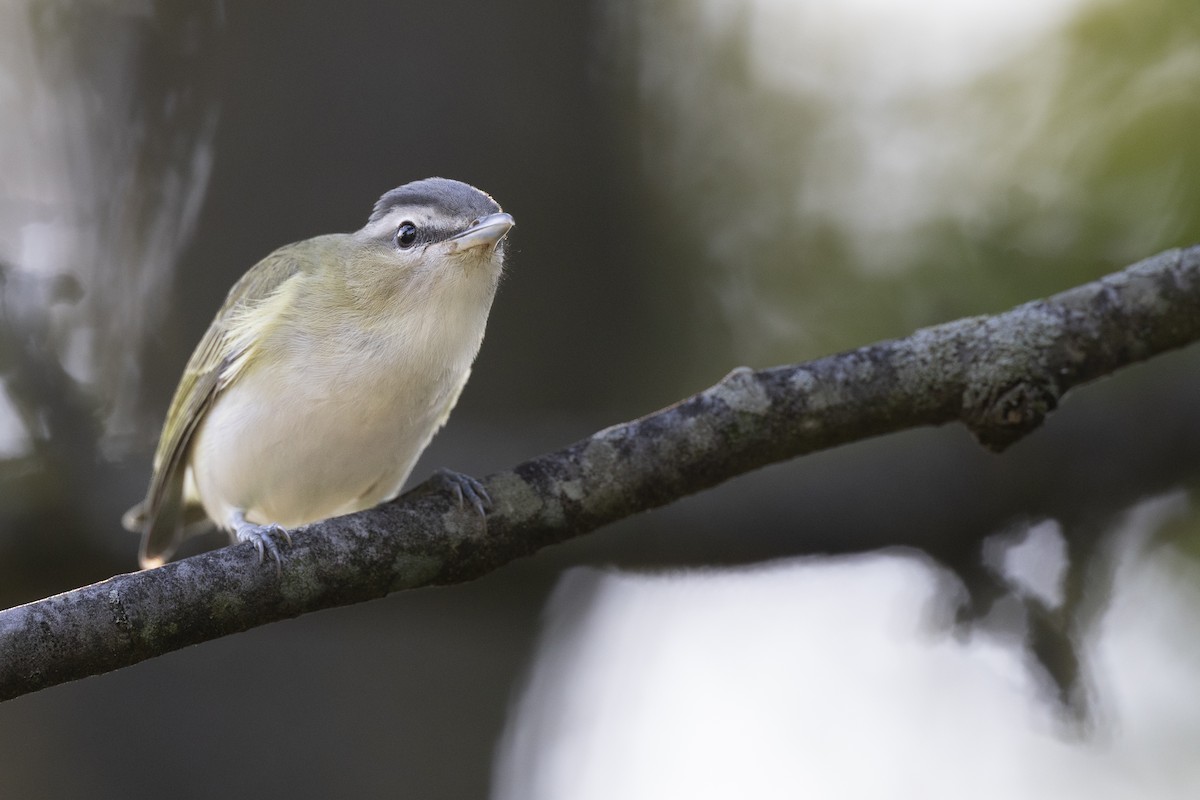 Red-eyed Vireo - ML646447284