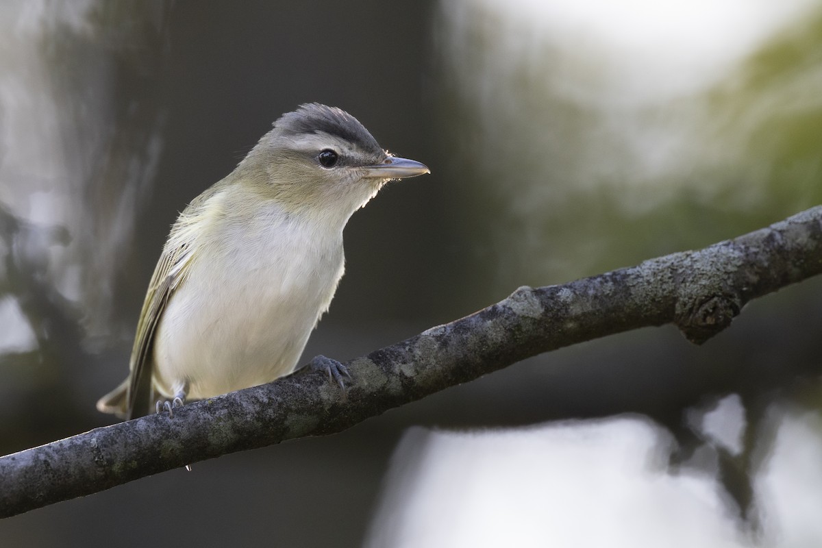 Red-eyed Vireo - ML646447285