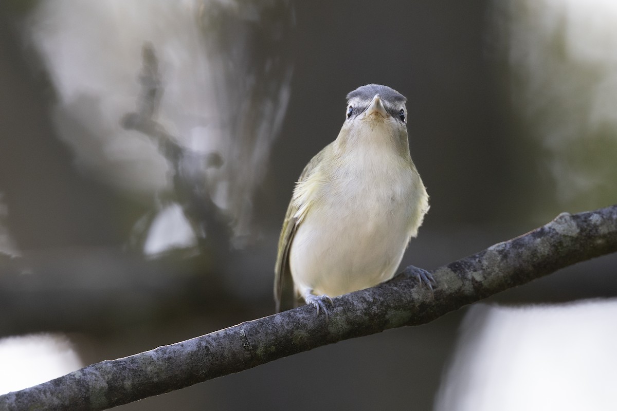 Red-eyed Vireo - ML646447286