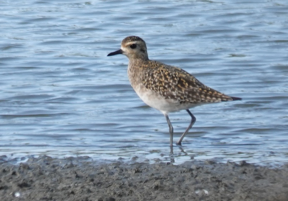 Pacific Golden-Plover - ML646447287