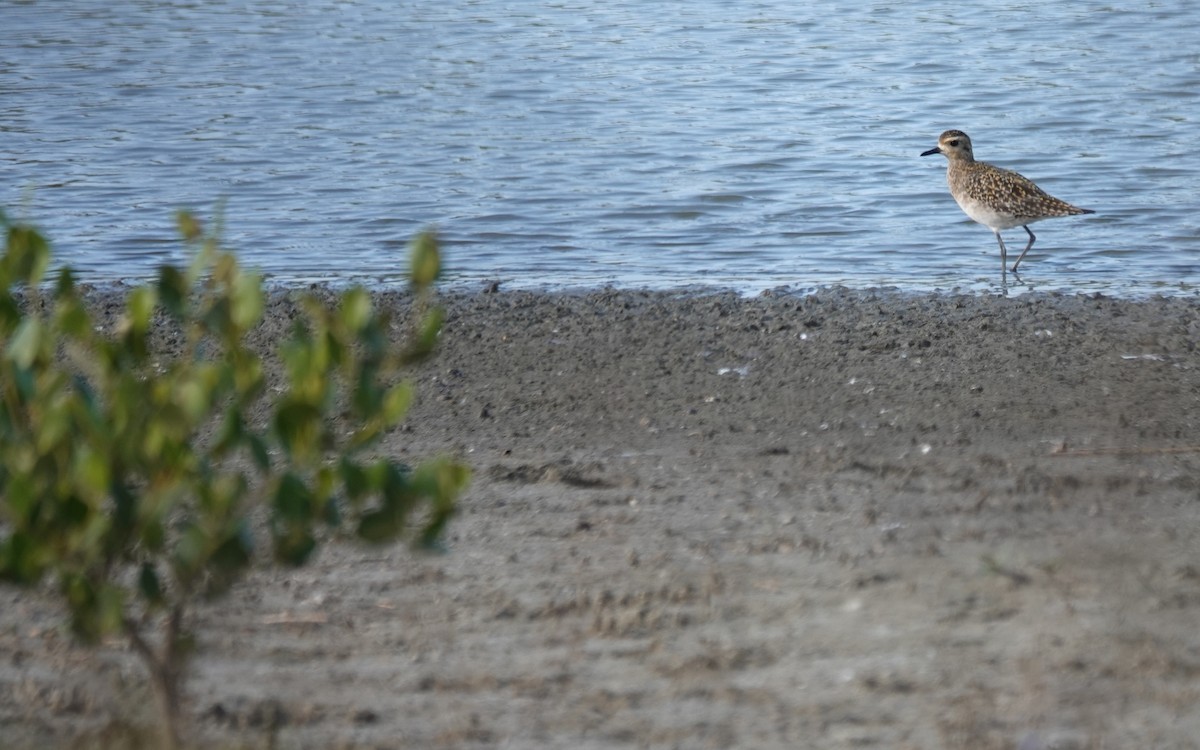 Pacific Golden-Plover - ML646447288
