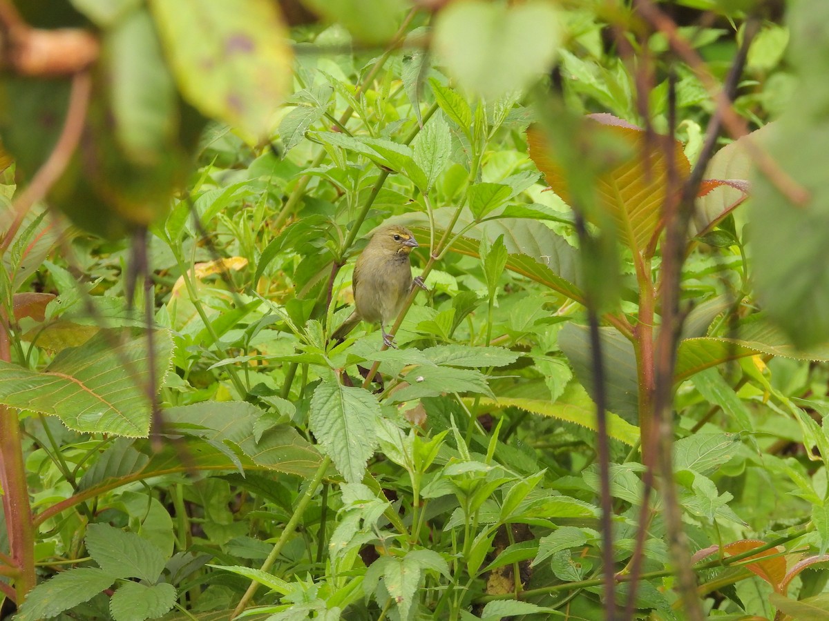 Yellow-faced Grassquit - ML646447290