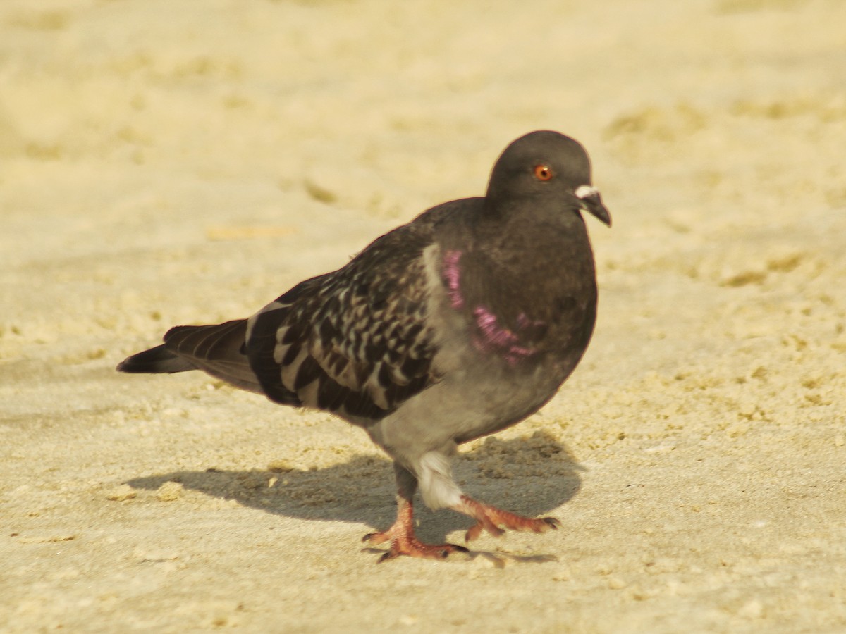 Pigeon biset (forme domestique) - ML646447292