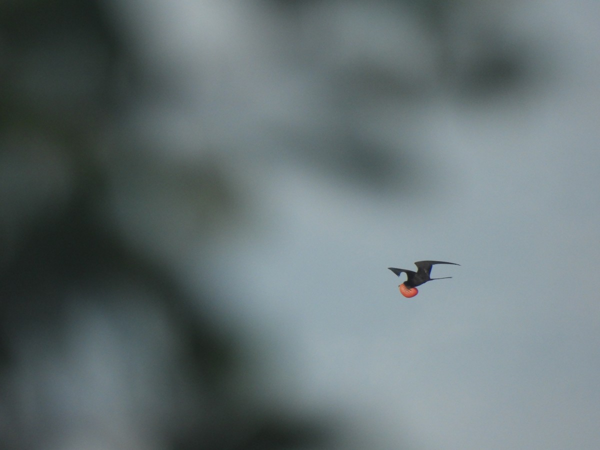 Magnificent Frigatebird (Magnificent) - ML646447293
