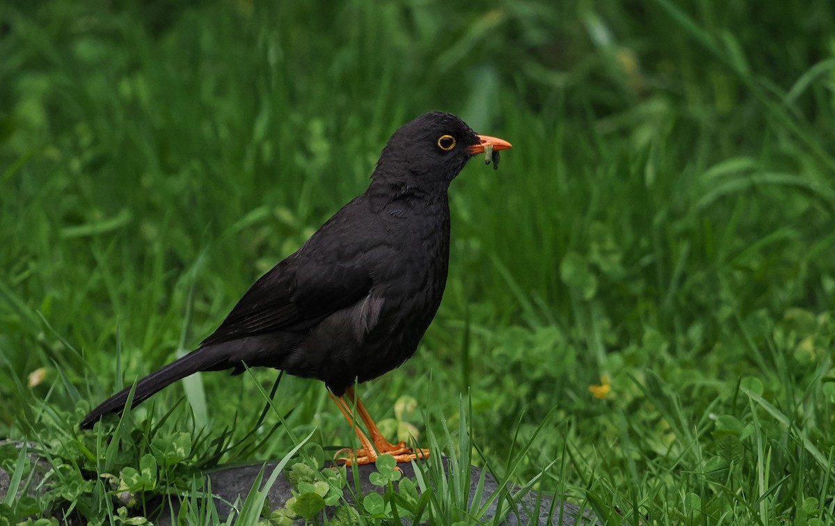 drozd velký - ML646447297