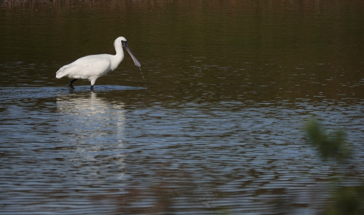 Black-faced Spoonbill - ML646447298