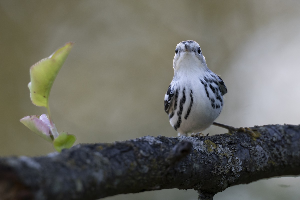 Black-and-white Warbler - ML646447300