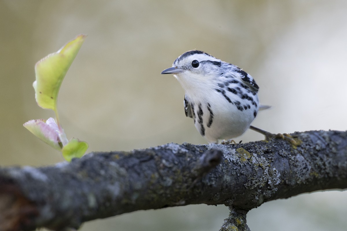 Black-and-white Warbler - ML646447301