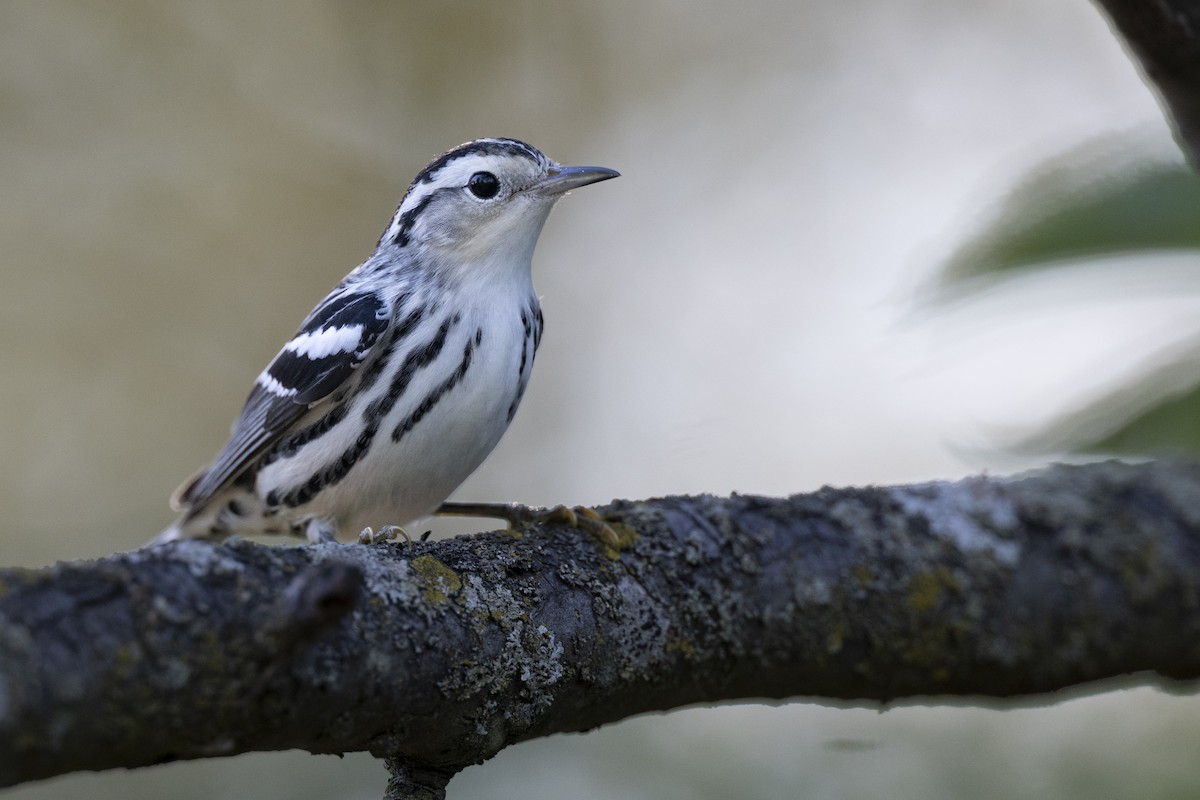 Black-and-white Warbler - ML646447302