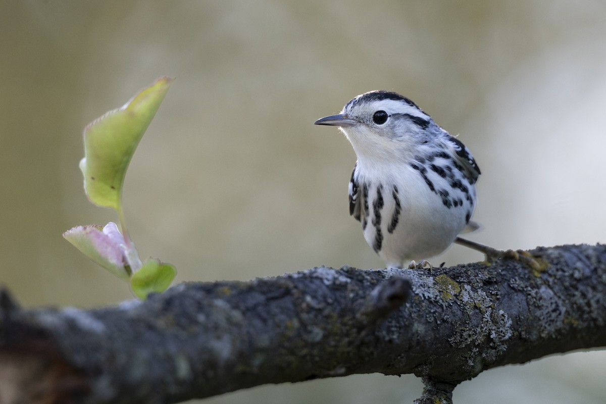 Black-and-white Warbler - ML646447303