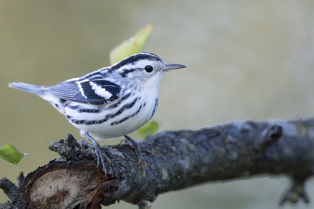Black-and-white Warbler - ML646447304
