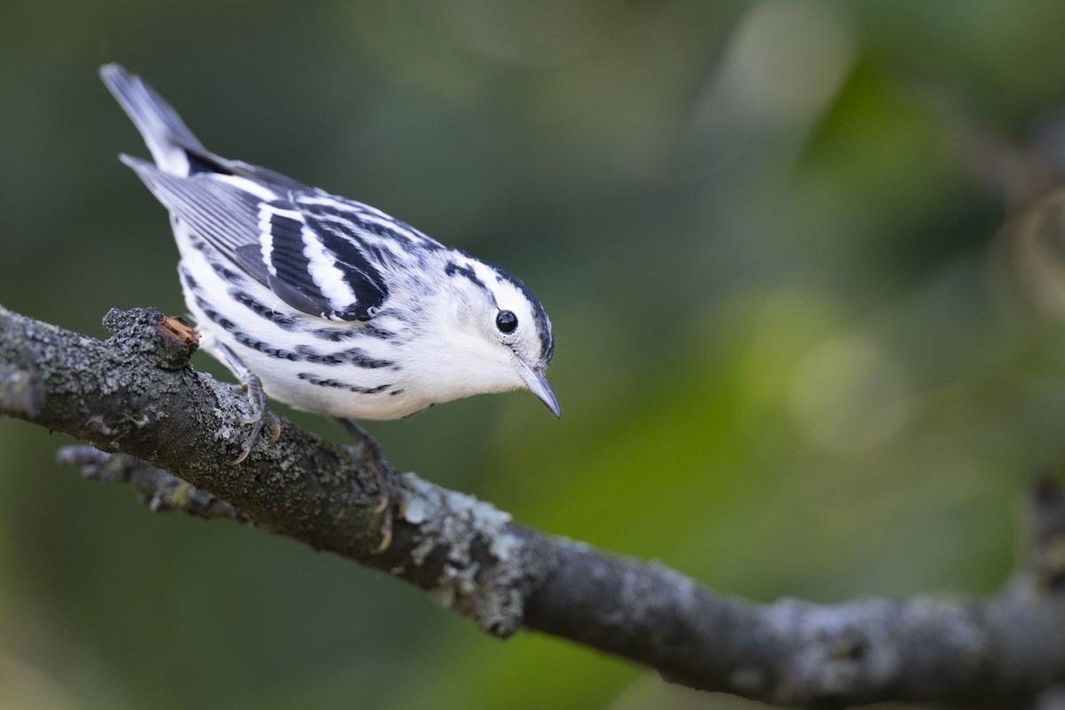 Black-and-white Warbler - ML646447305