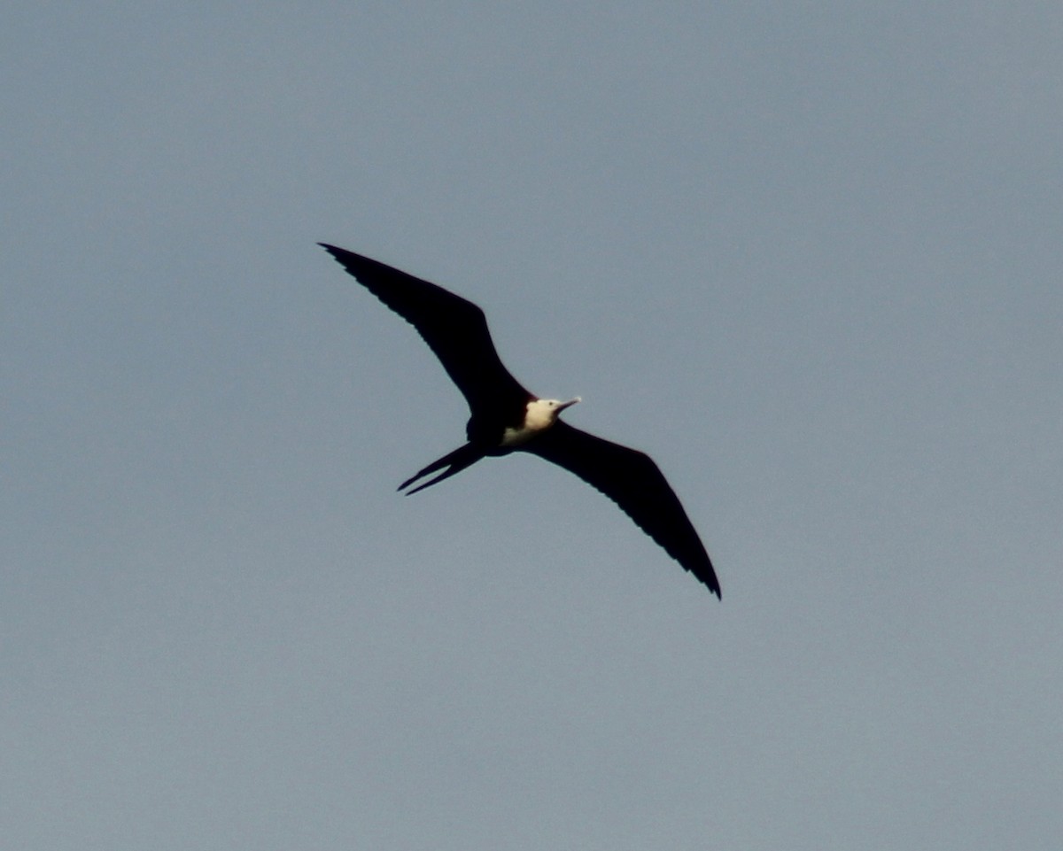 Frégate superbe - ML646447306