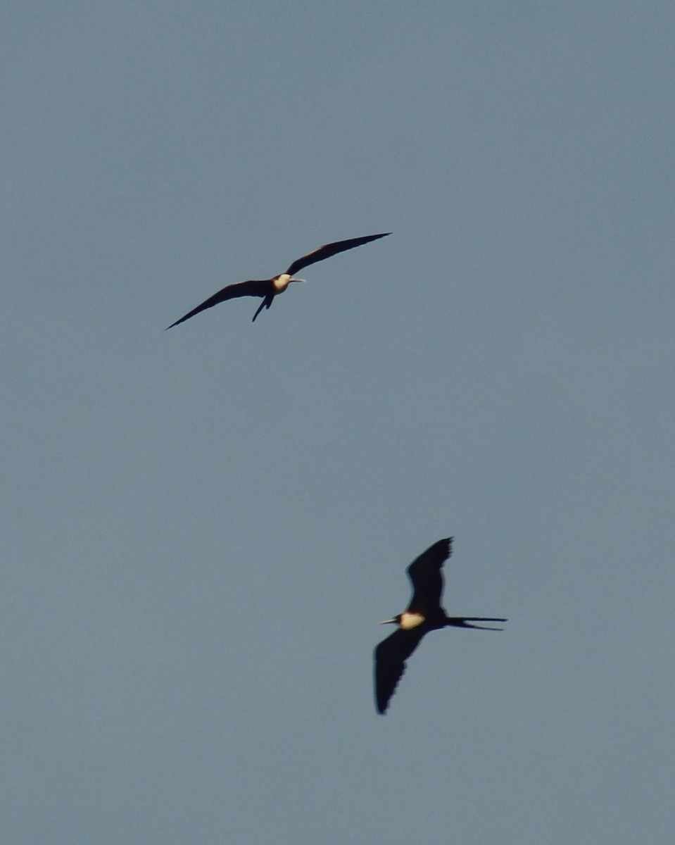 Frégate superbe - ML646447307