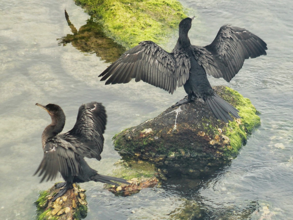 Cormoran vigua - ML646447312