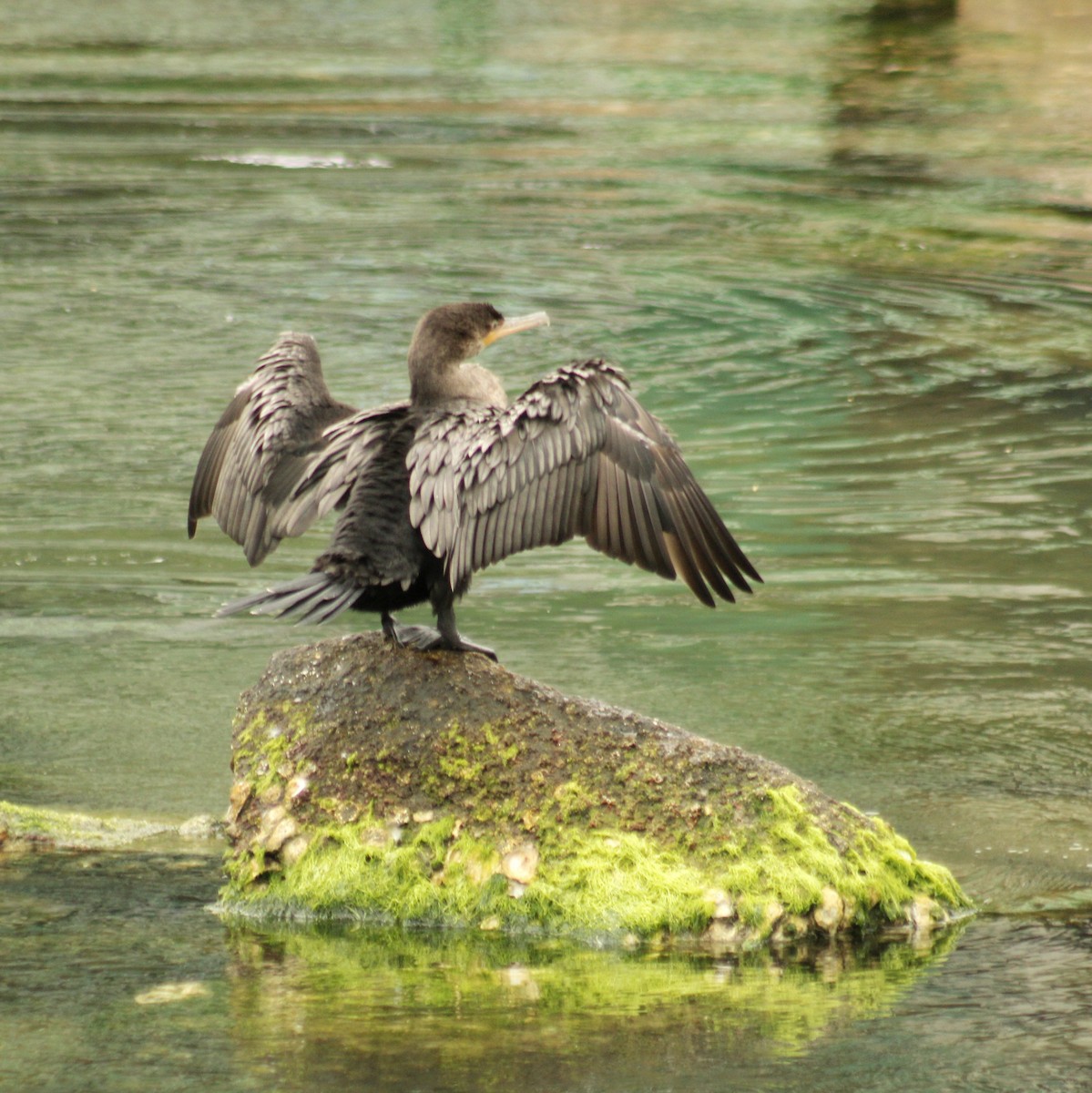 Cormoran vigua - ML646447314