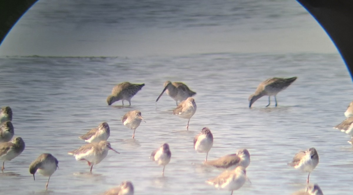 Asian Dowitcher - ML646447317