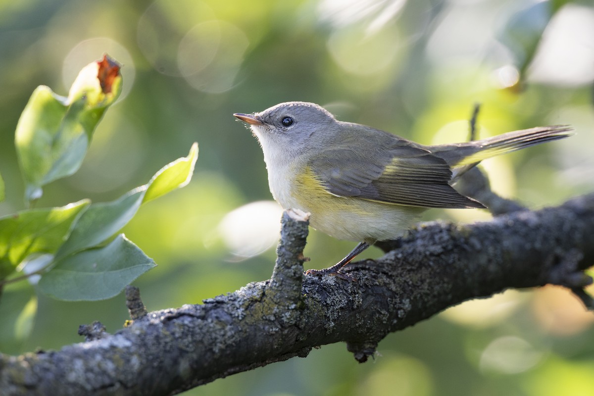 American Redstart - ML646447319