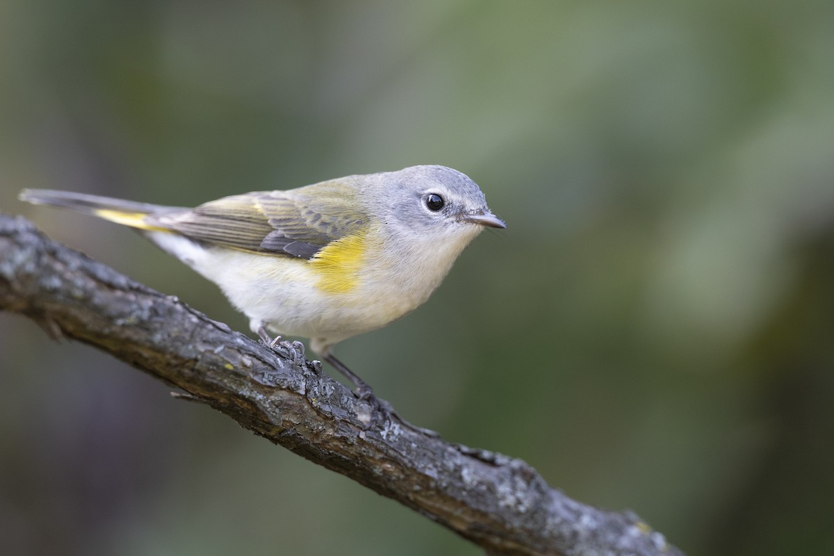 American Redstart - ML646447320