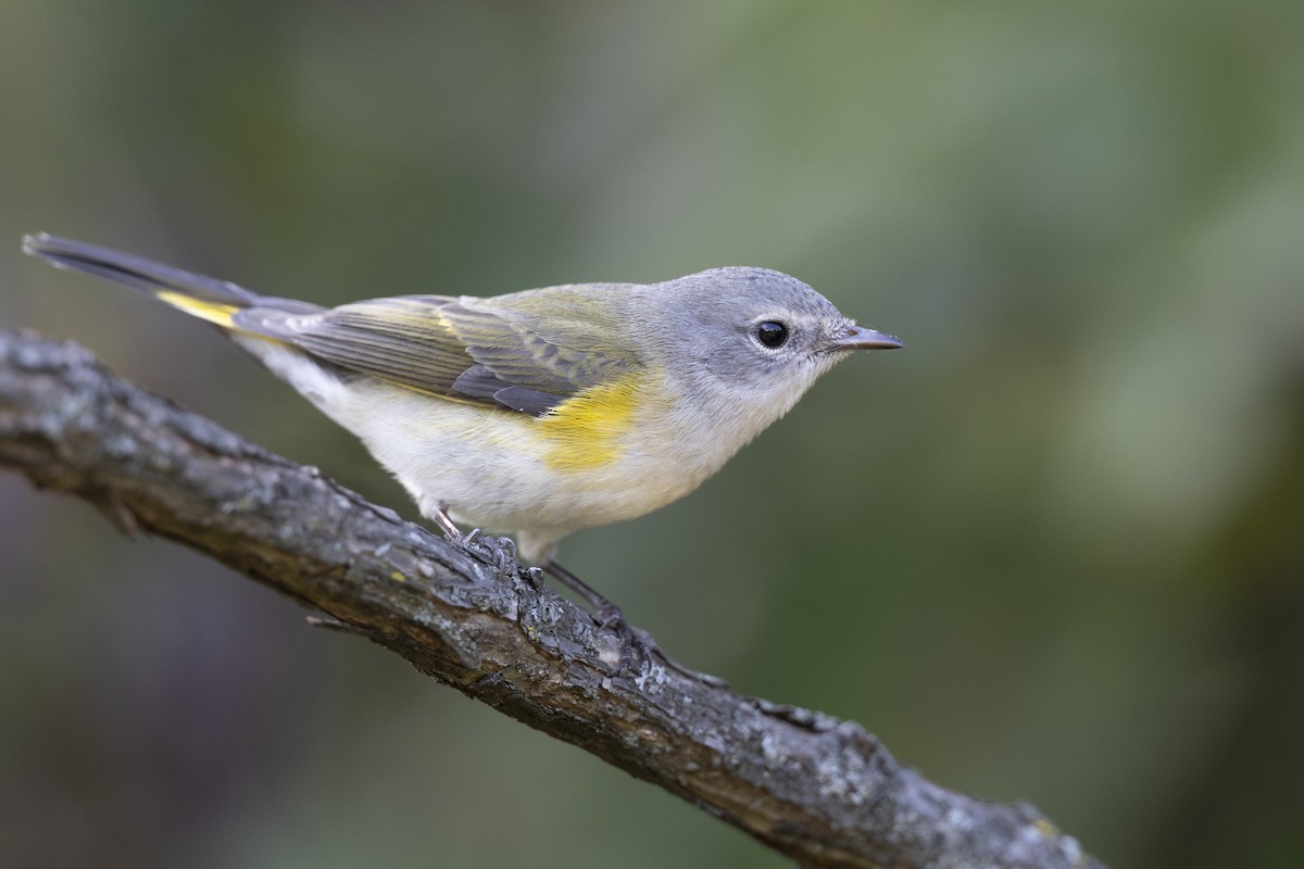 American Redstart - ML646447321
