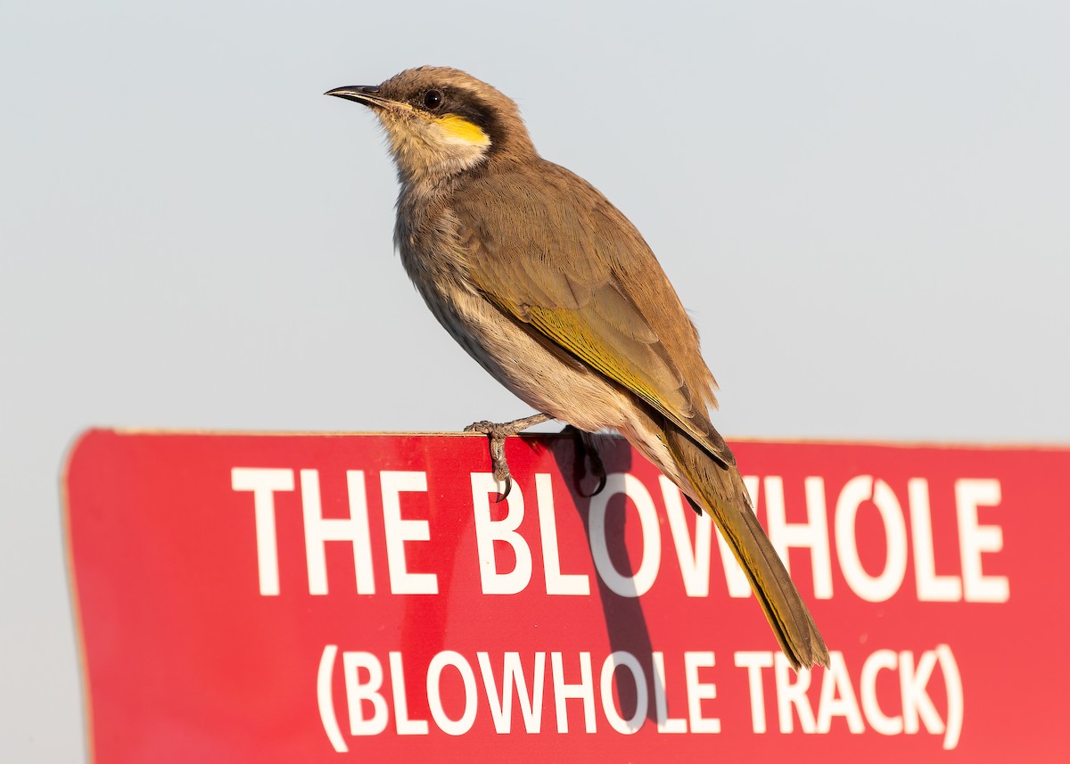 Singing Honeyeater - ML646447322
