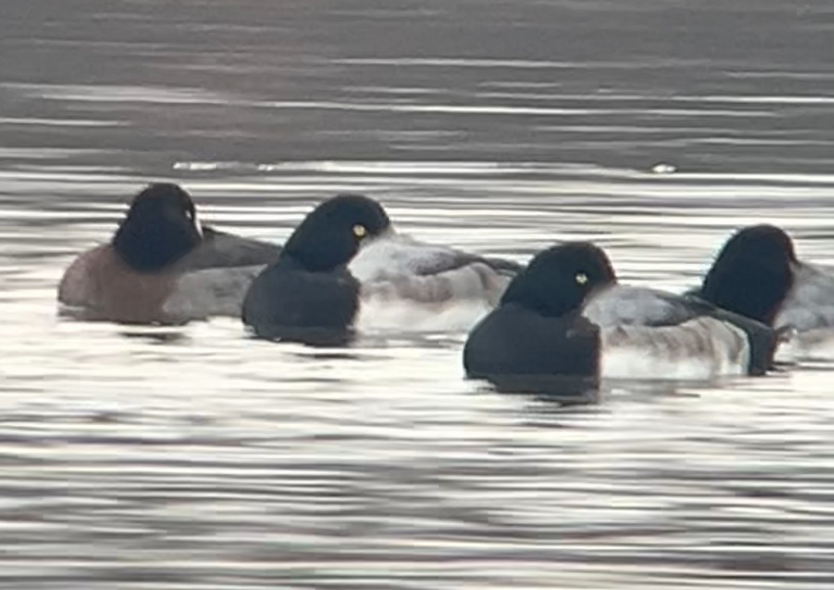 コスズガモ - ML646447324