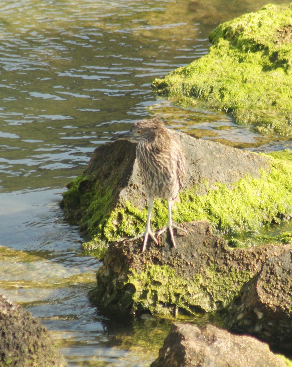 Bihoreau gris (hoactli) - ML646447325