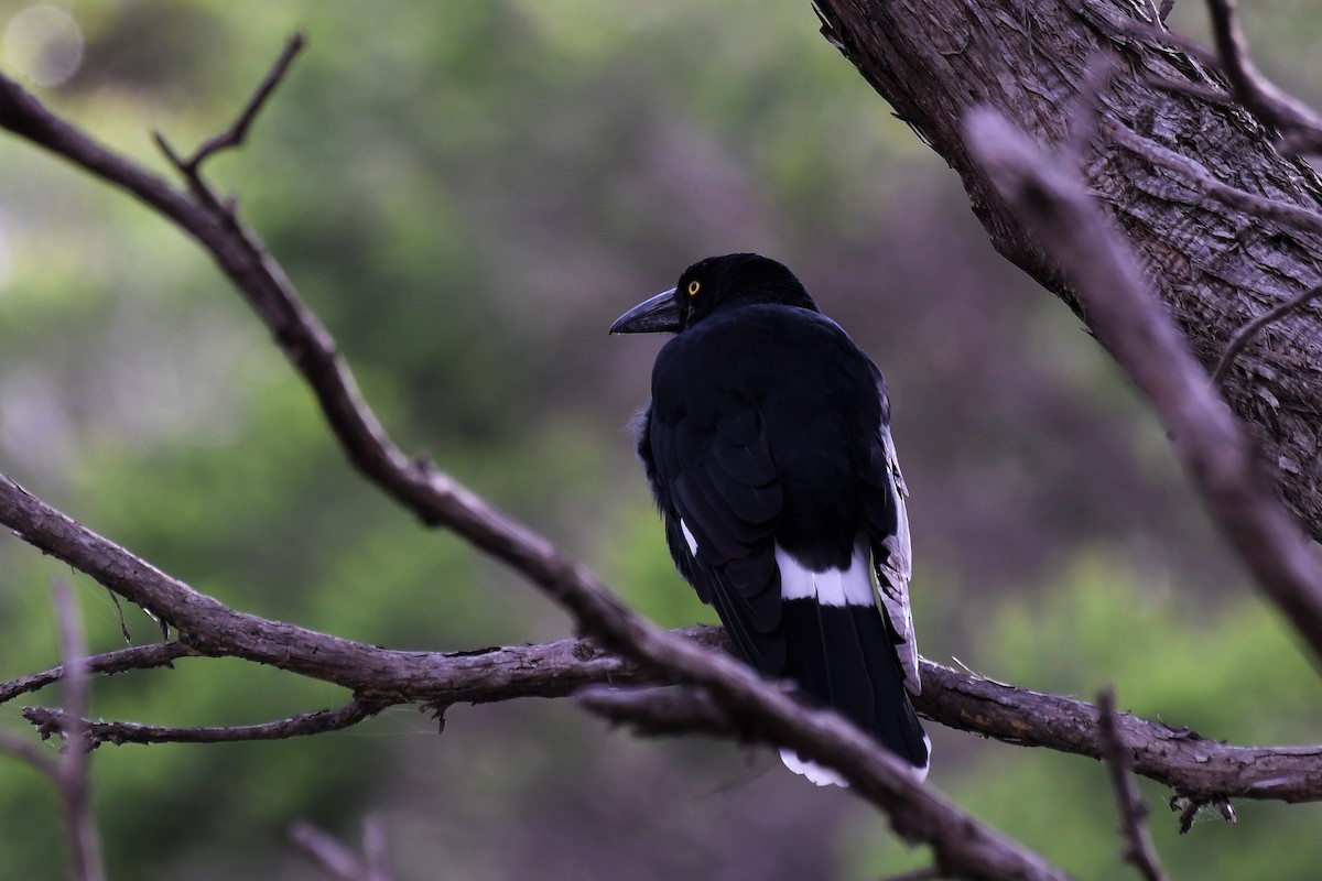 Pied Currawong - ML646447328