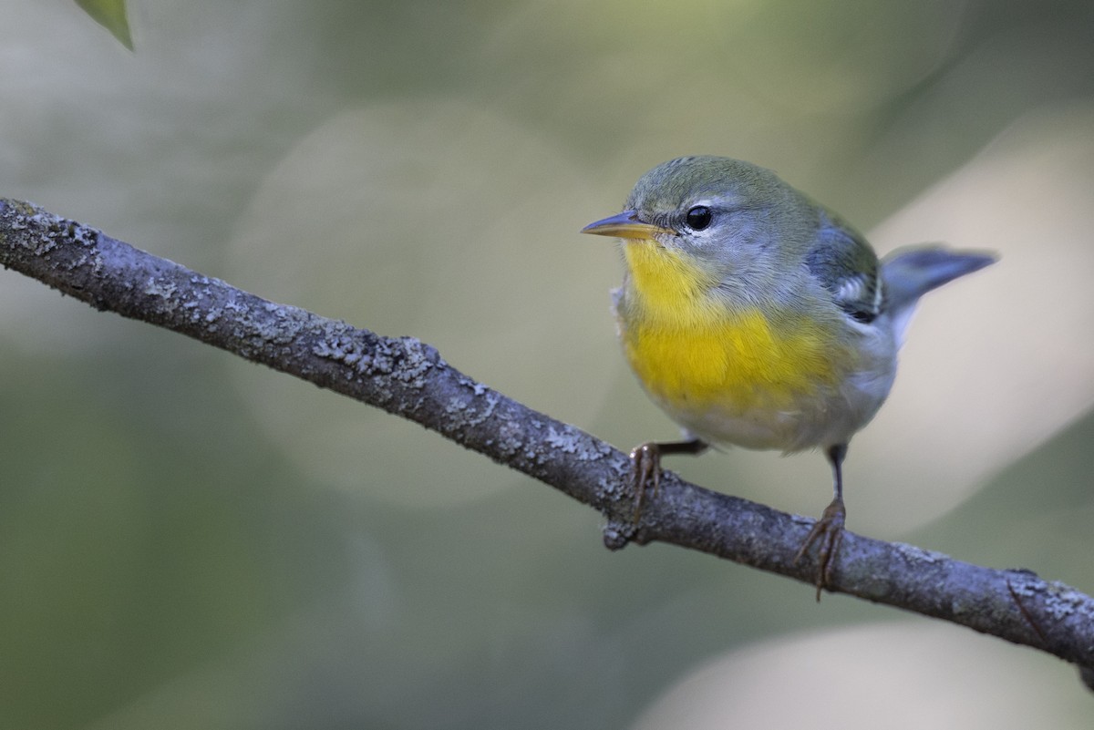 Northern Parula - ML646447329