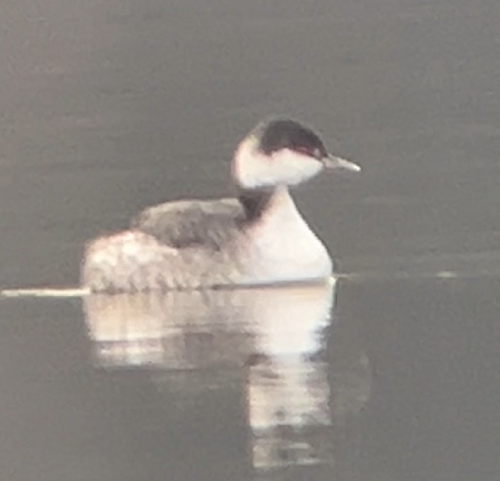 Horned Grebe - ML646447330