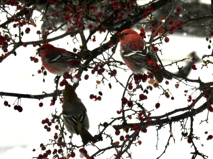 konglebit - ML646447332