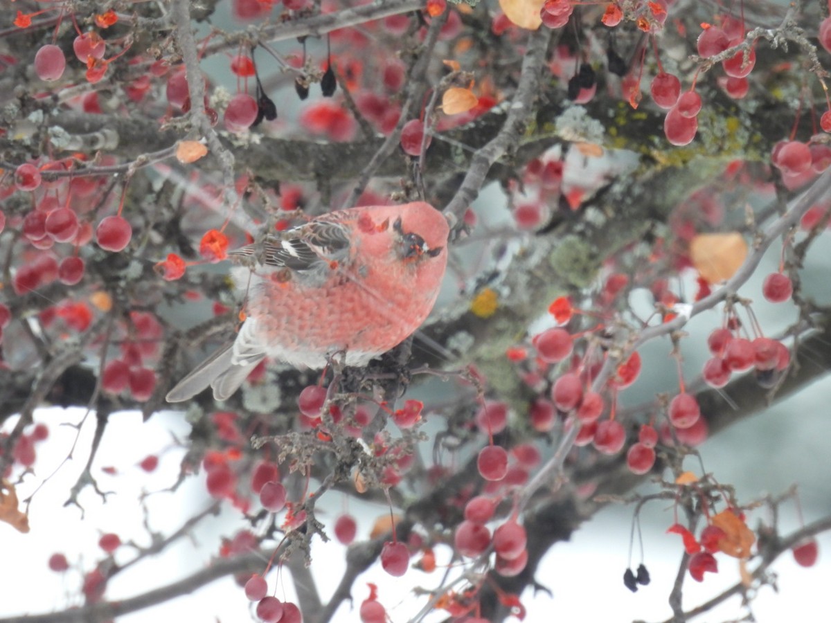 konglebit - ML646447333