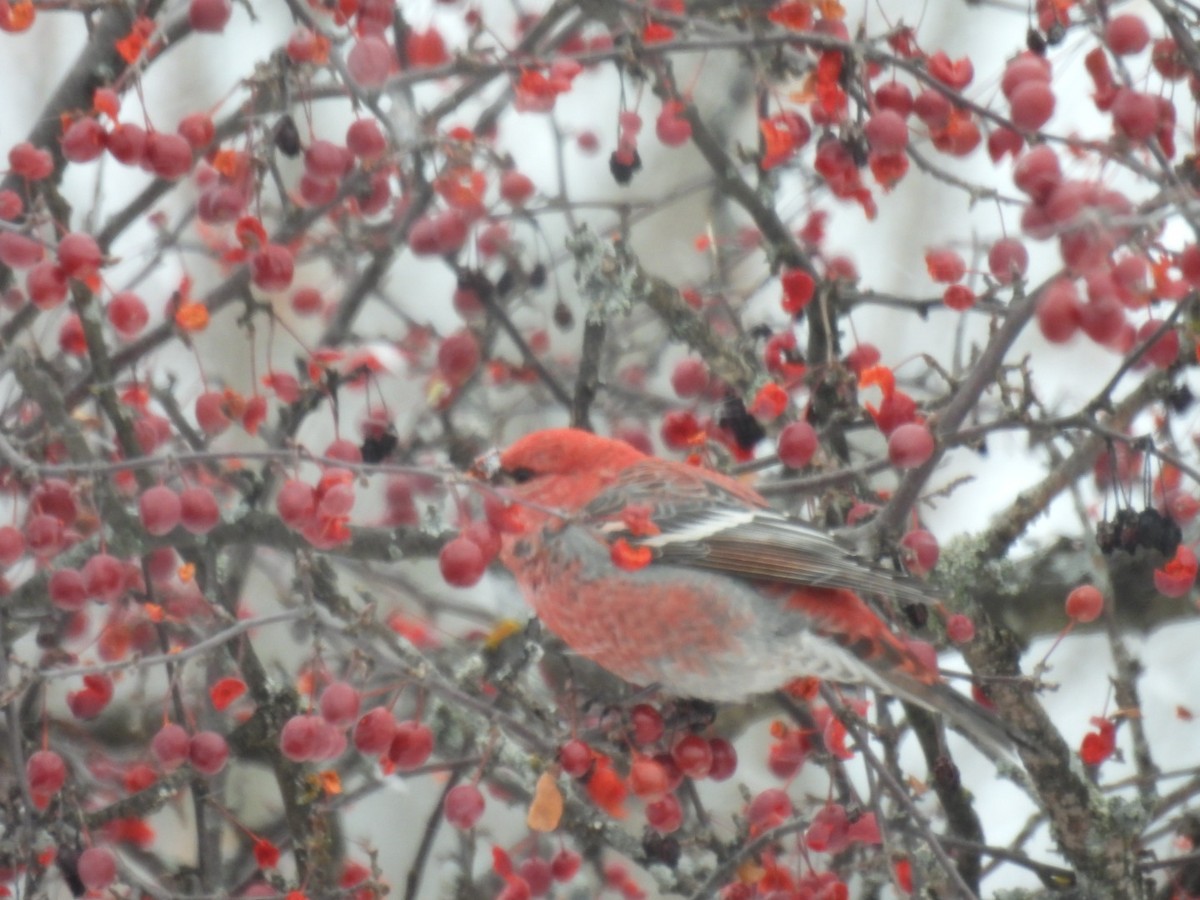 konglebit - ML646447334