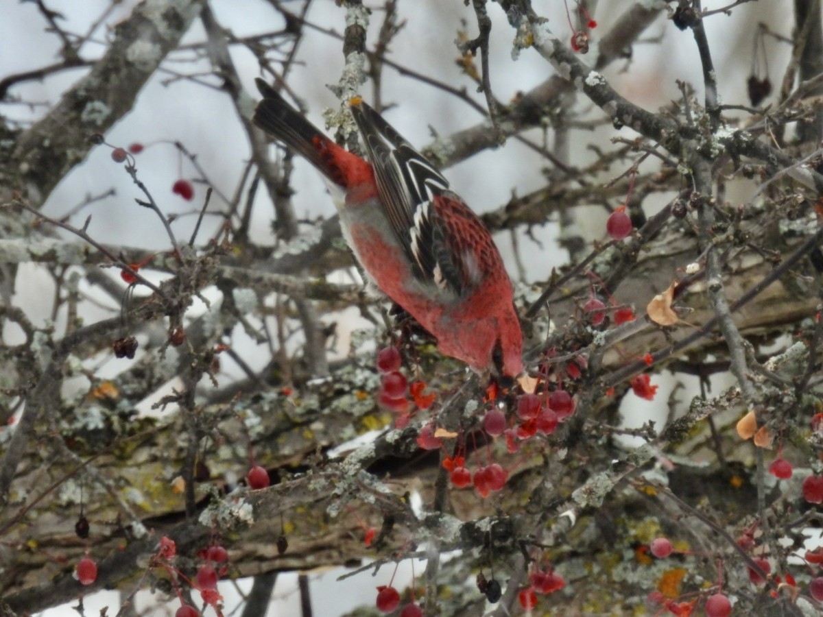 konglebit - ML646447335