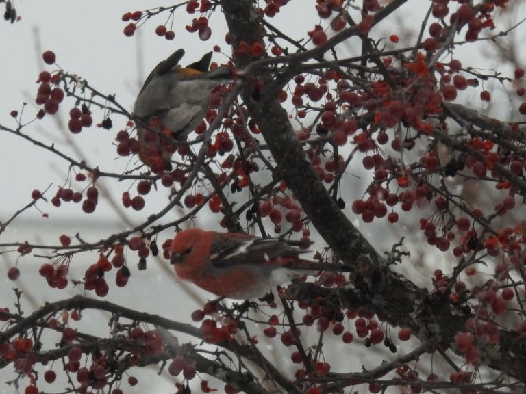 konglebit - ML646447336