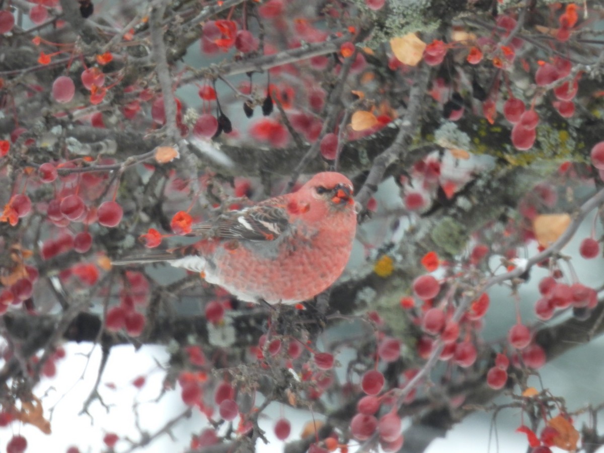 konglebit - ML646447337