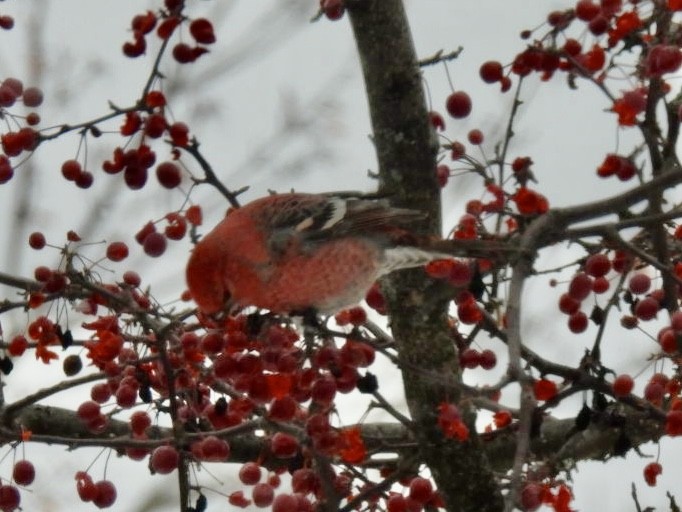 konglebit - ML646447338