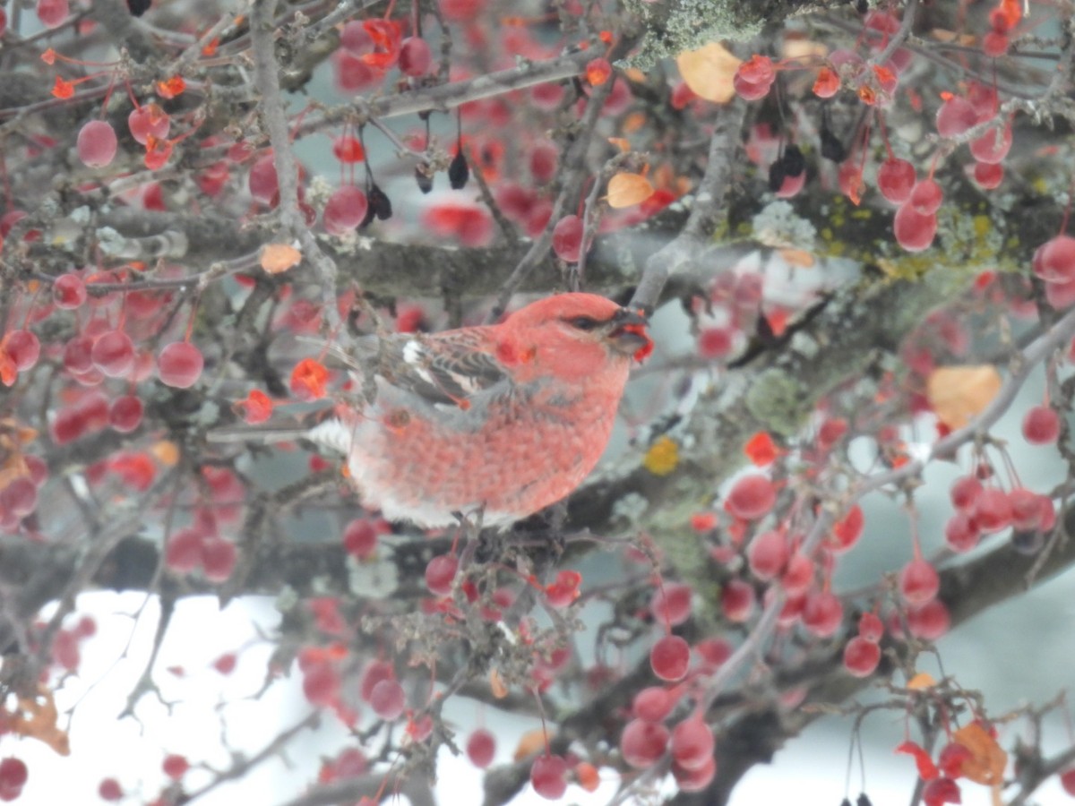 konglebit - ML646447339