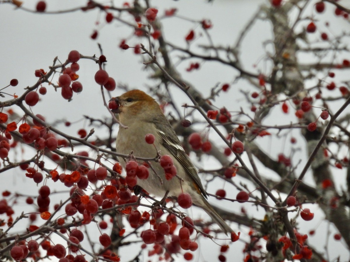 konglebit - ML646447340