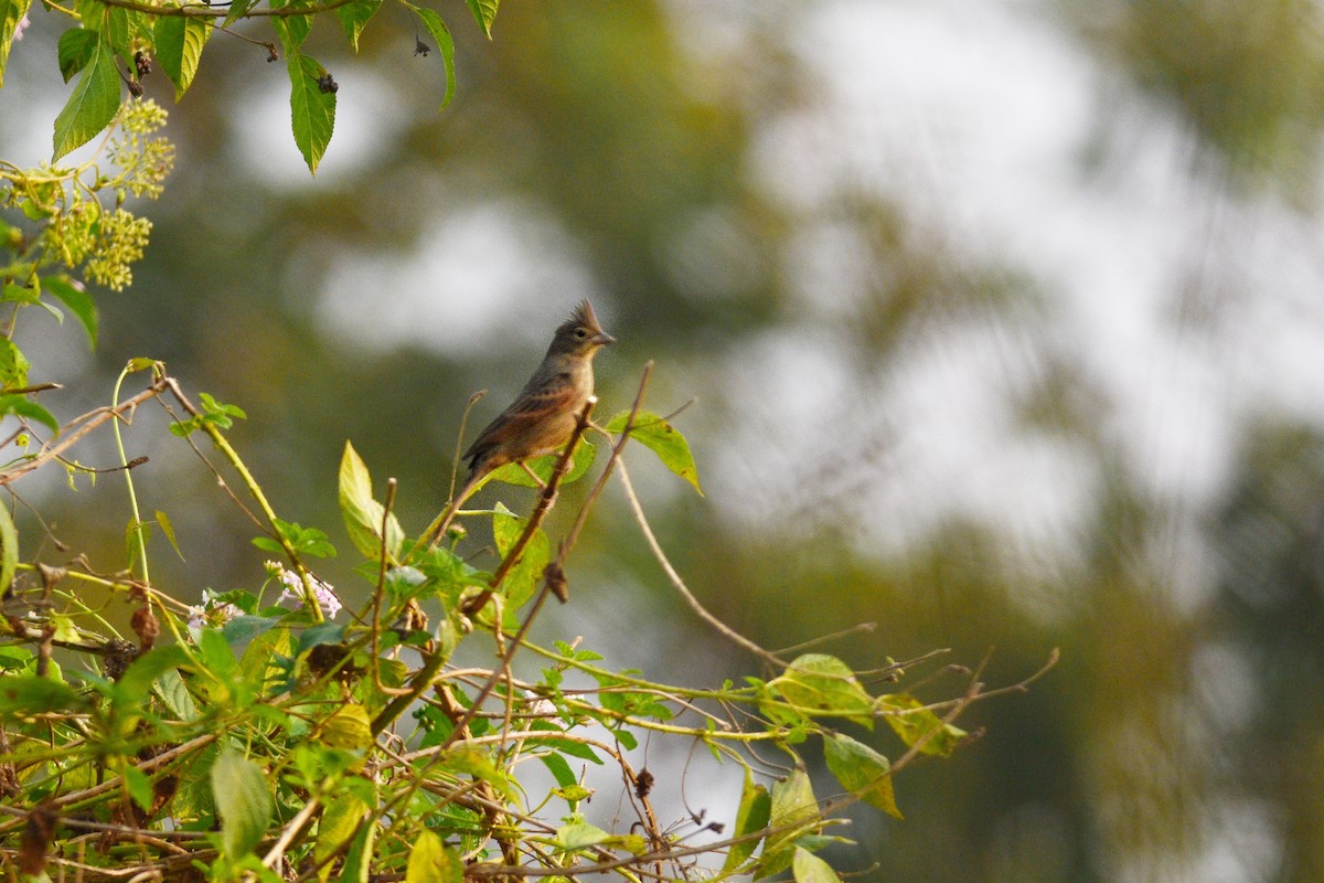 strnad chocholatý - ML646447343
