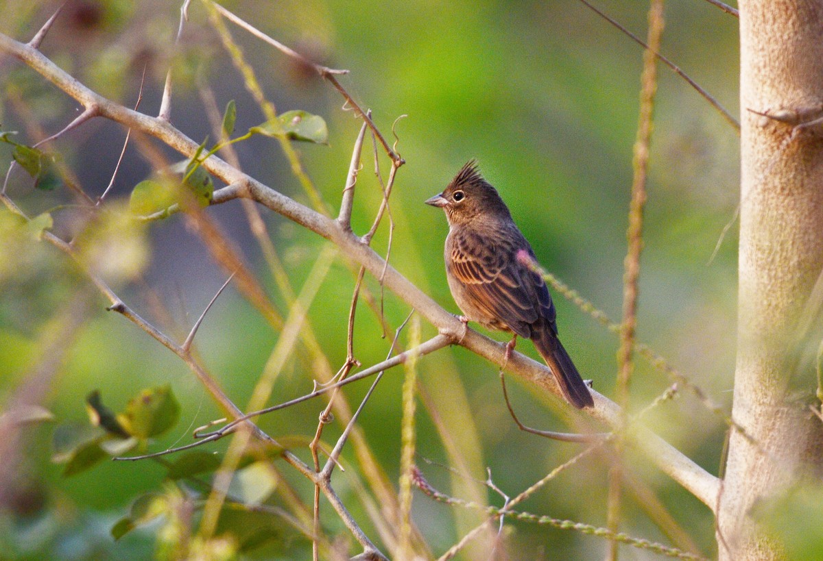 strnad chocholatý - ML646447344