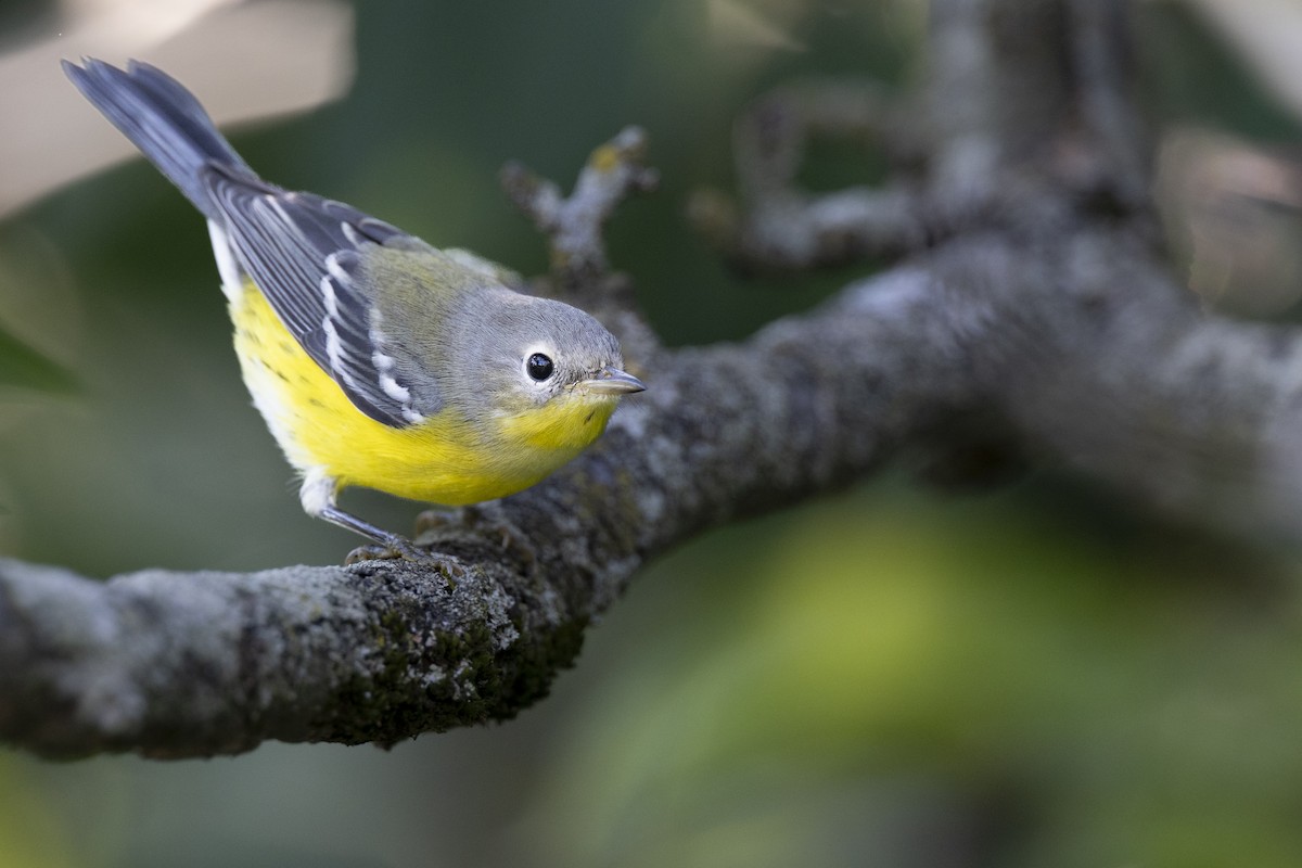 Magnolia Warbler - ML646447346