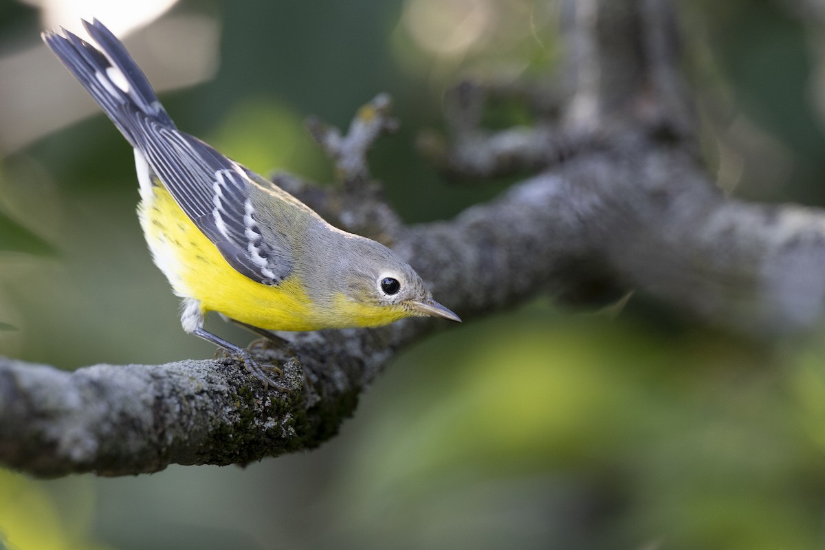 Magnolia Warbler - ML646447347